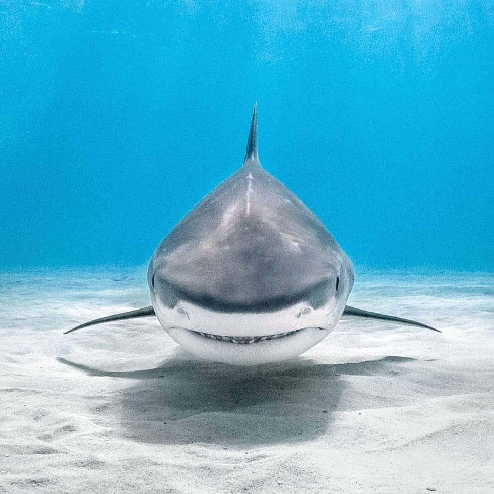 In conversation with Alexander Dawson, deep dive photographer & UNIMATIC ambassador
